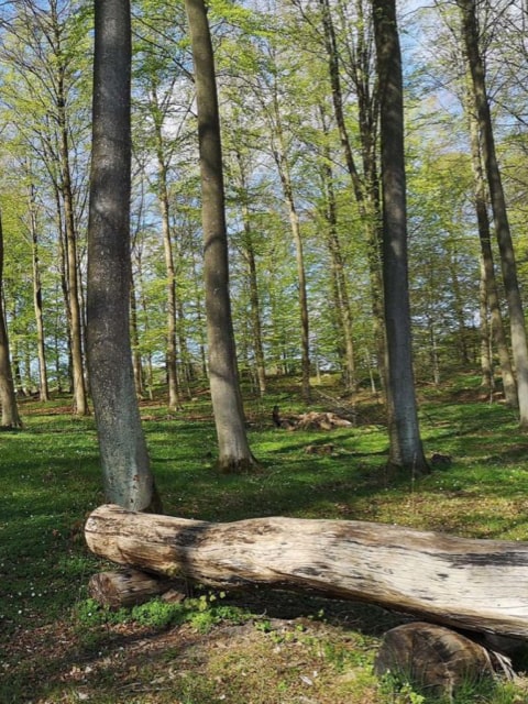 Havdrup-skov